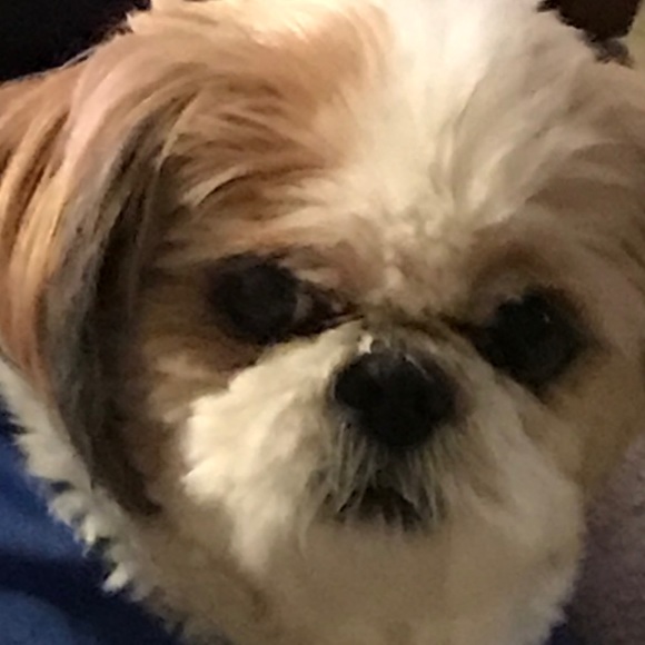 Meet your Posher, Alexa - Picture 1 of 1